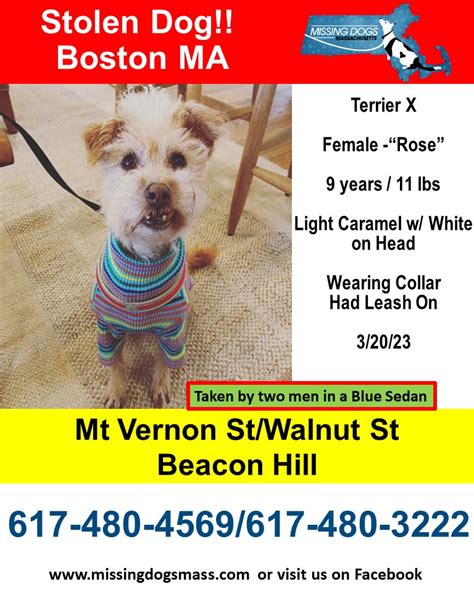 Dog stolen in Beacon Hill has been found safe: ‘We’re so glad she’s back home’